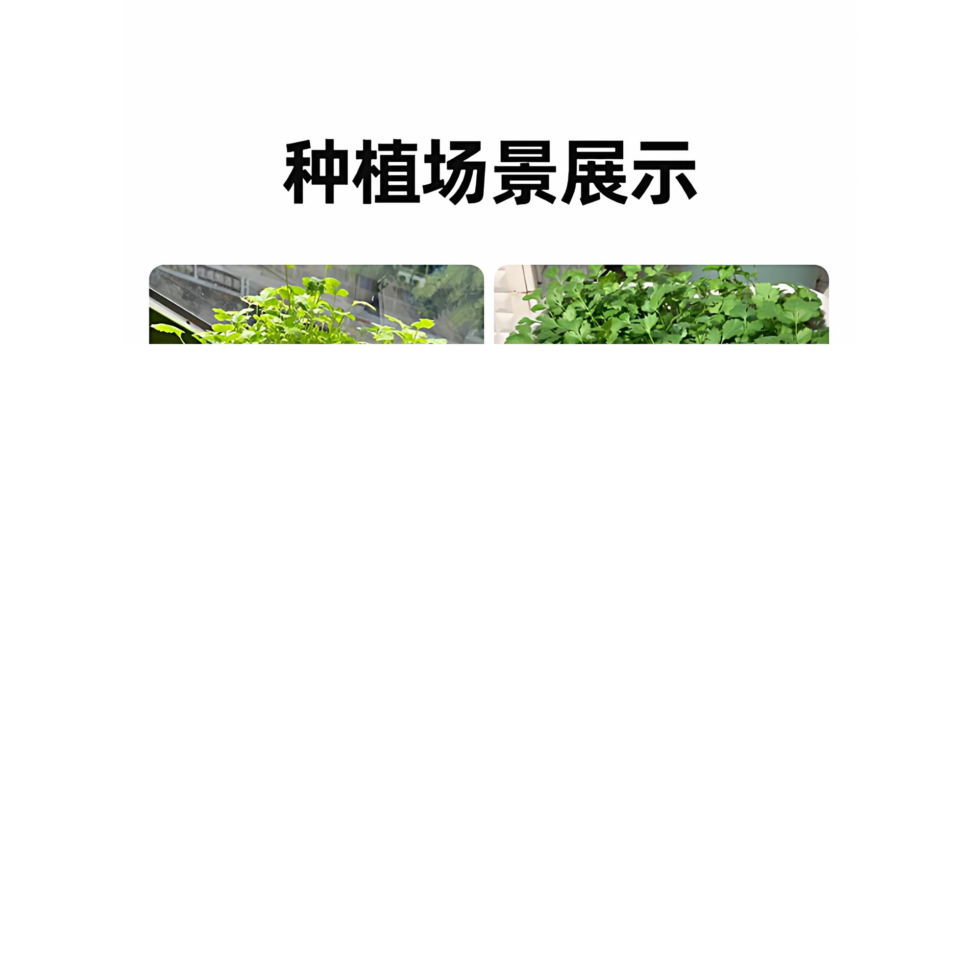 秋冬耐寒山东老品种香菜秧