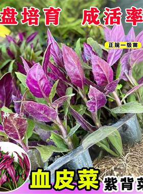 山东寿光紫背菜种苗天葵观