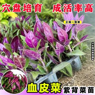 山东寿光紫背菜种苗紫背天葵苗观音菜苗血皮菜秧苗四季盆栽阳台