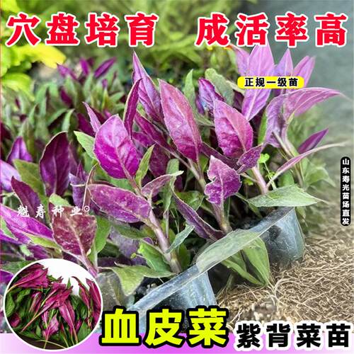山东寿光紫背菜种苗天葵观