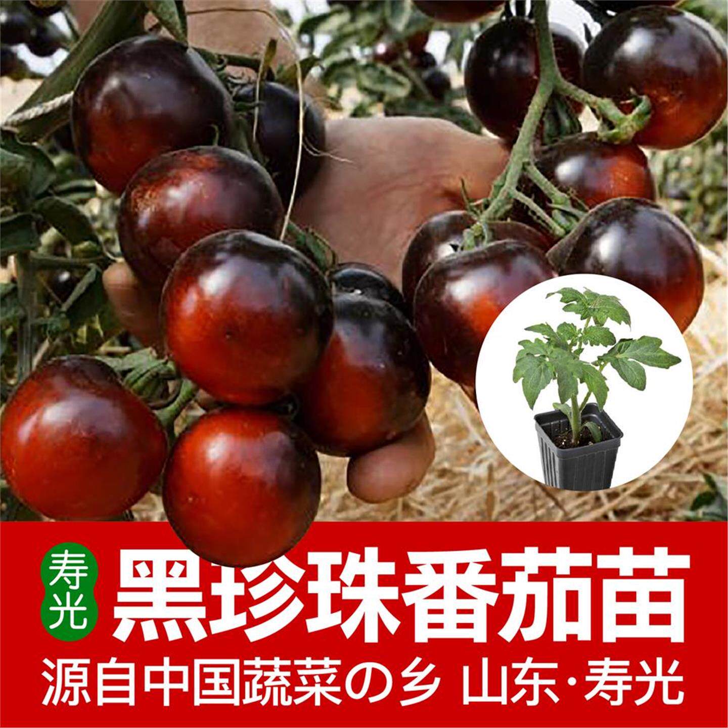 黑珍珠苗圣女果矮生樱桃盆