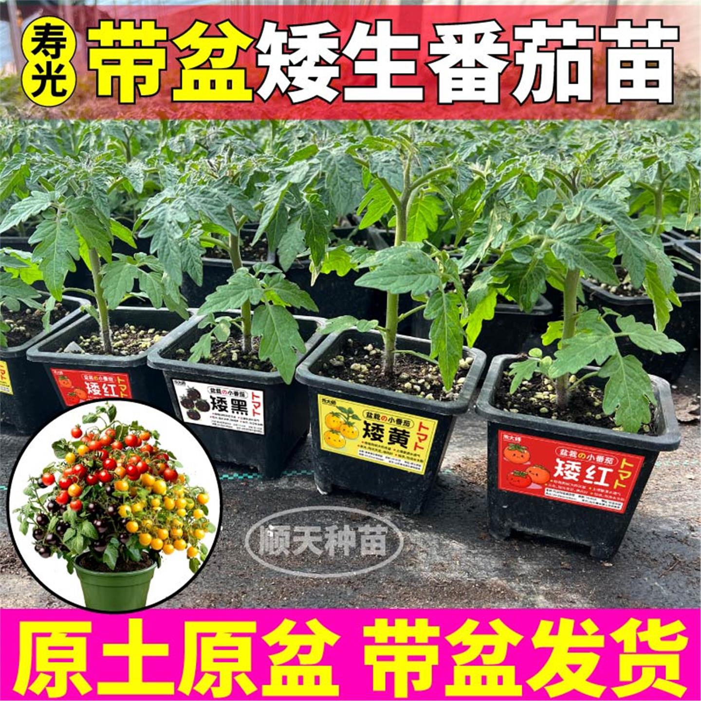 带盆好矮生番茄苗秧红黄黑图片