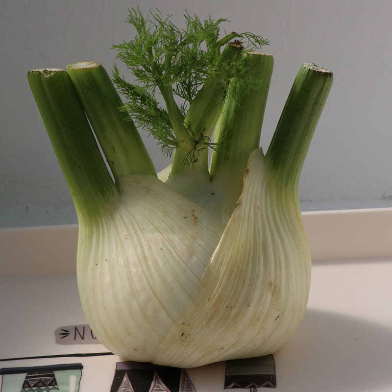 球茎茴香种籽高产型小回子