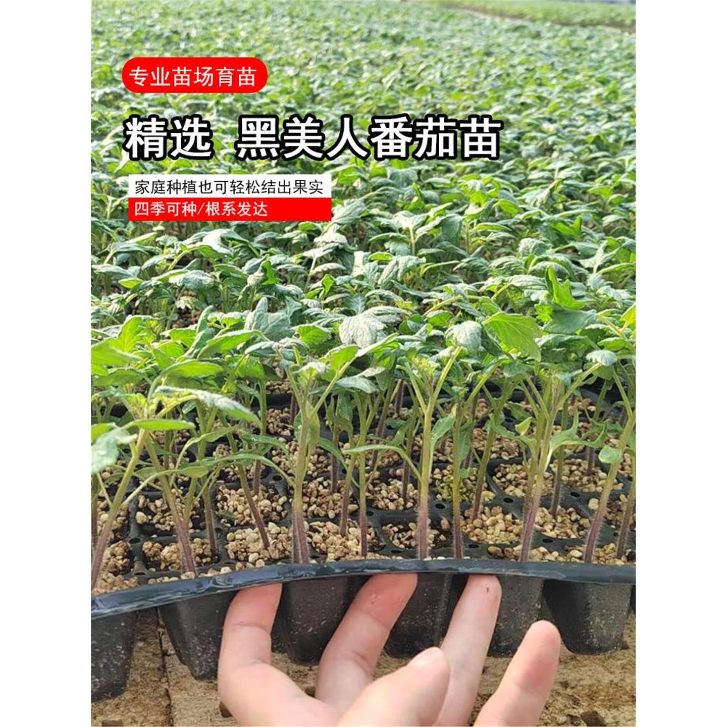 小黑番茄苗子种珍珠西红柿