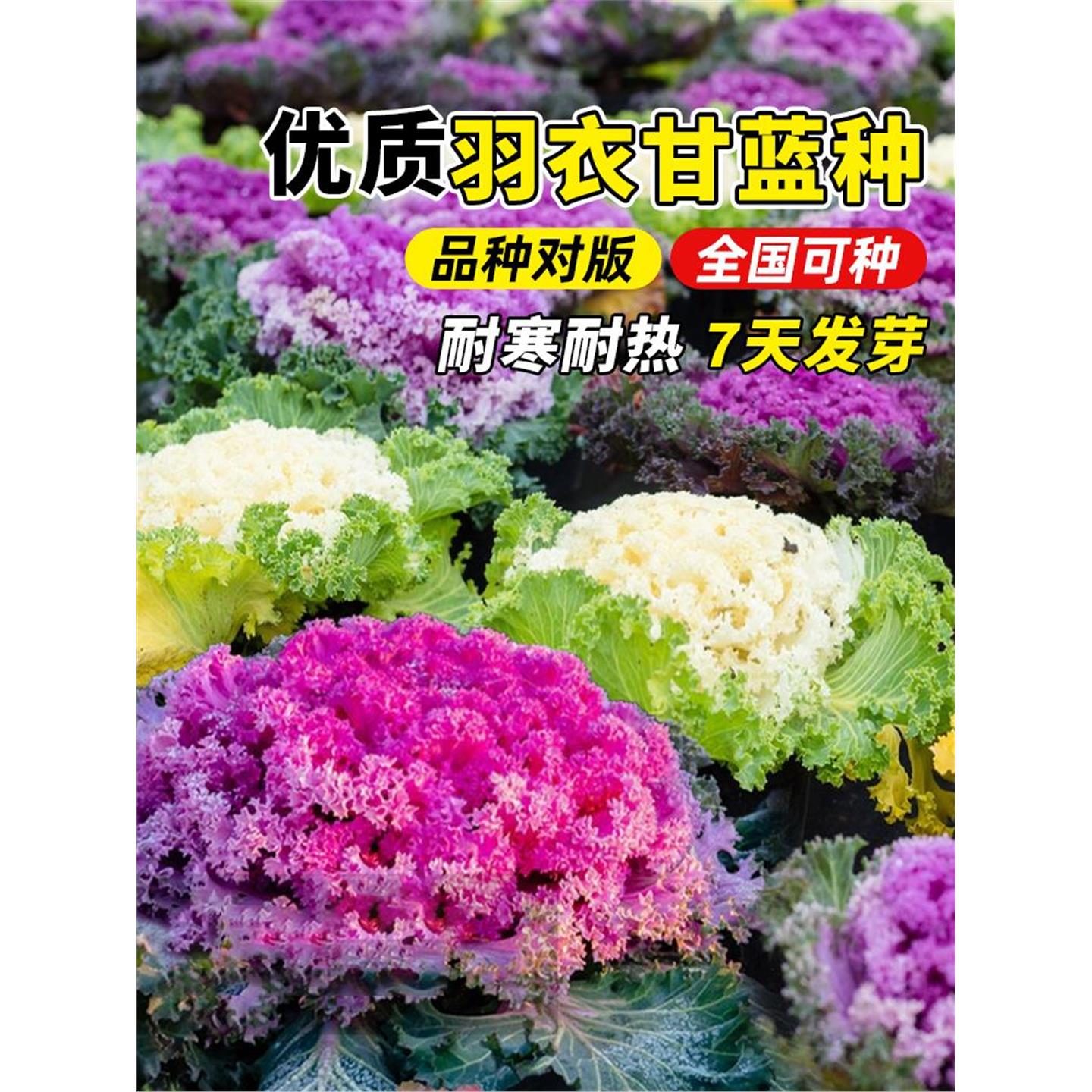粉羽衣甘蓝种子孑蔬菜阳台