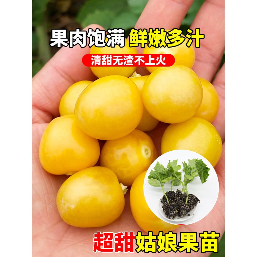 水果姑娘苗种子盆栽菇东北