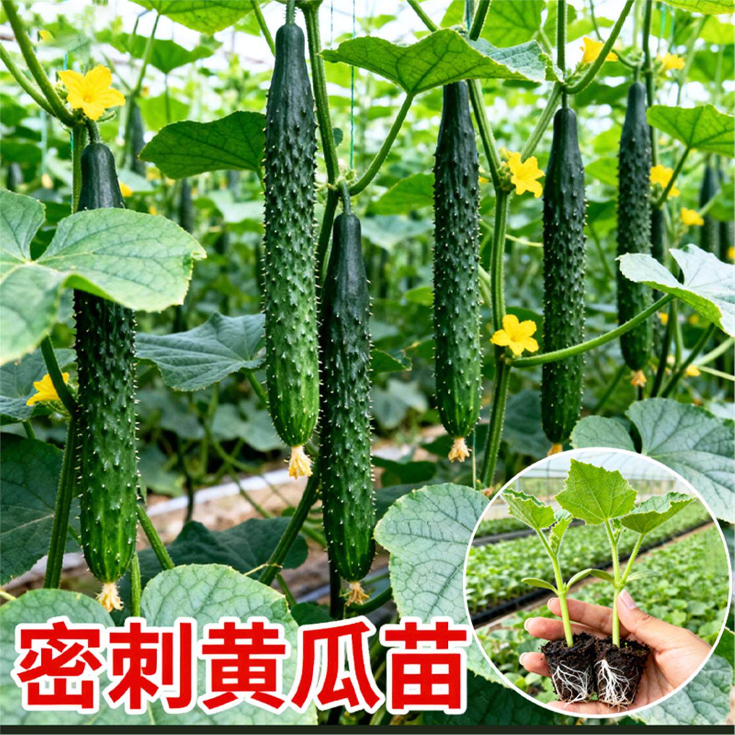 高产密刺大黄瓜秧苗油亮青