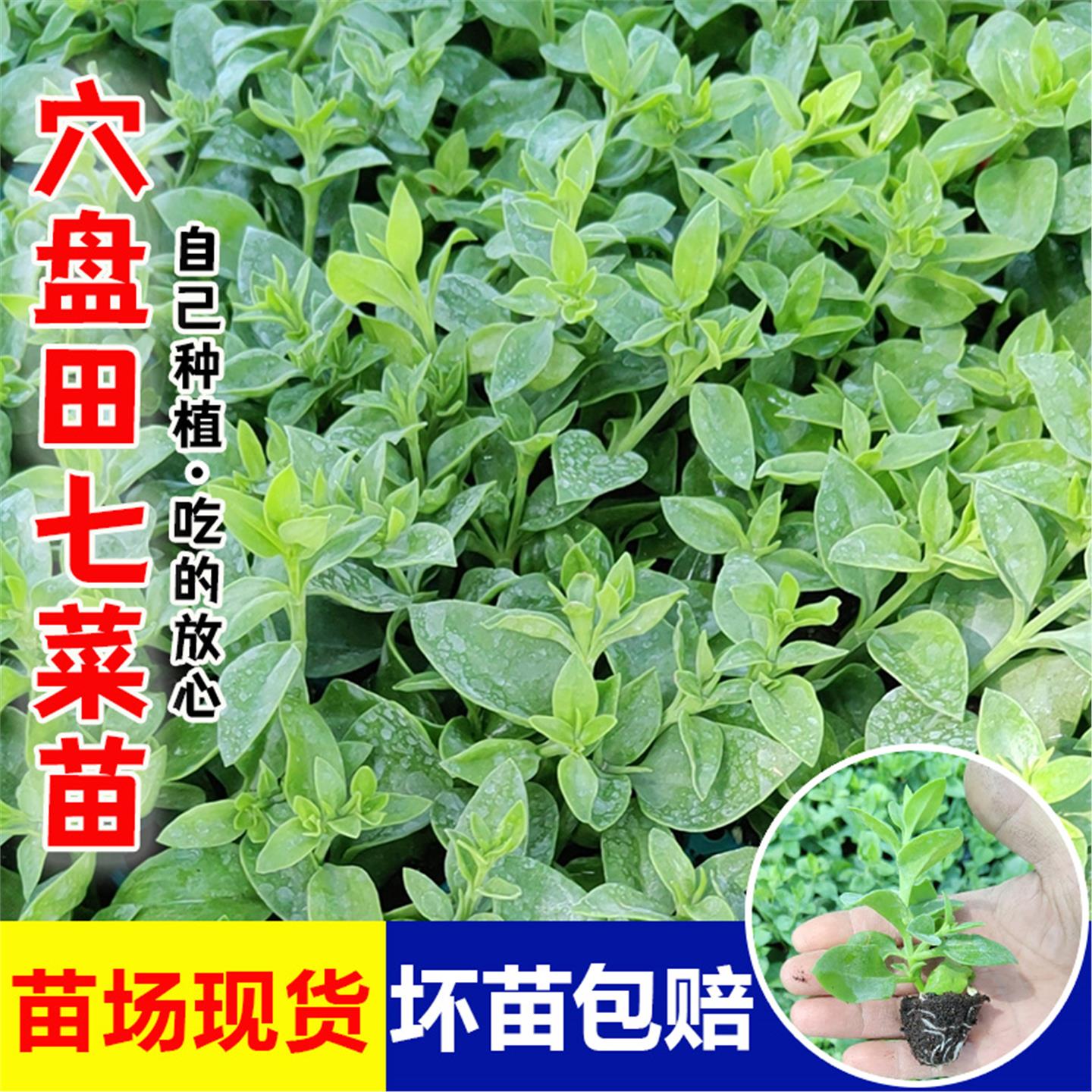食用田七菜苗子救心高钙保