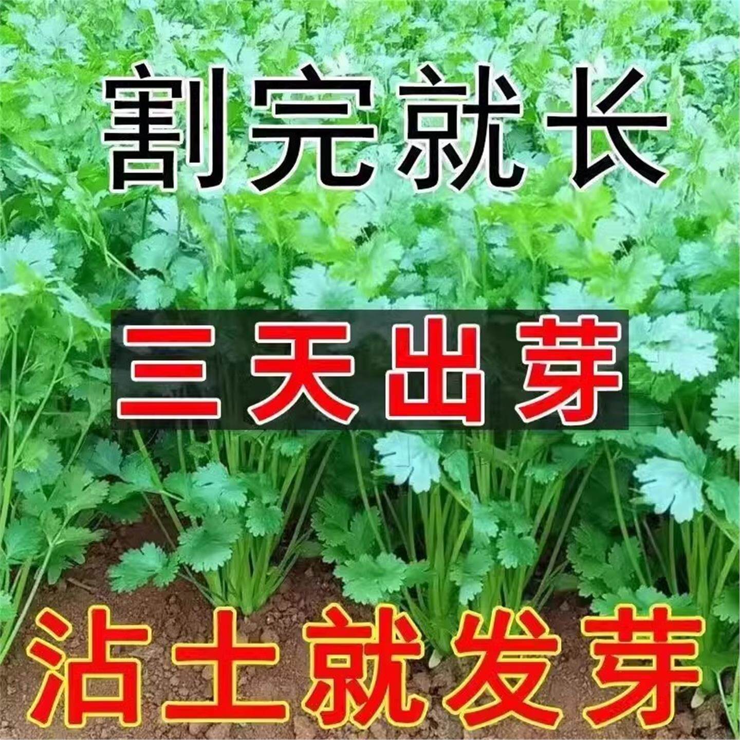大叶香菜种子四季植蔬籽阳