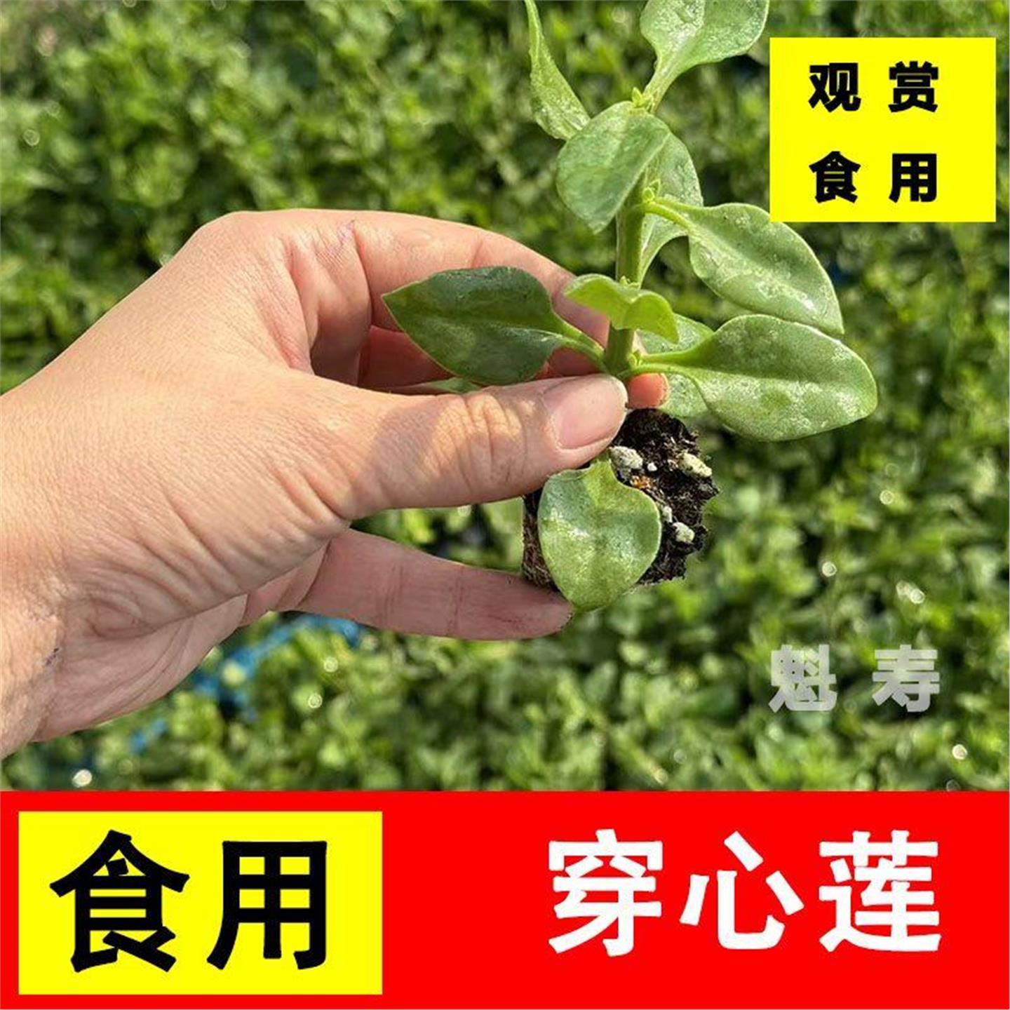 可食用盆栽菜苗秧田七花室