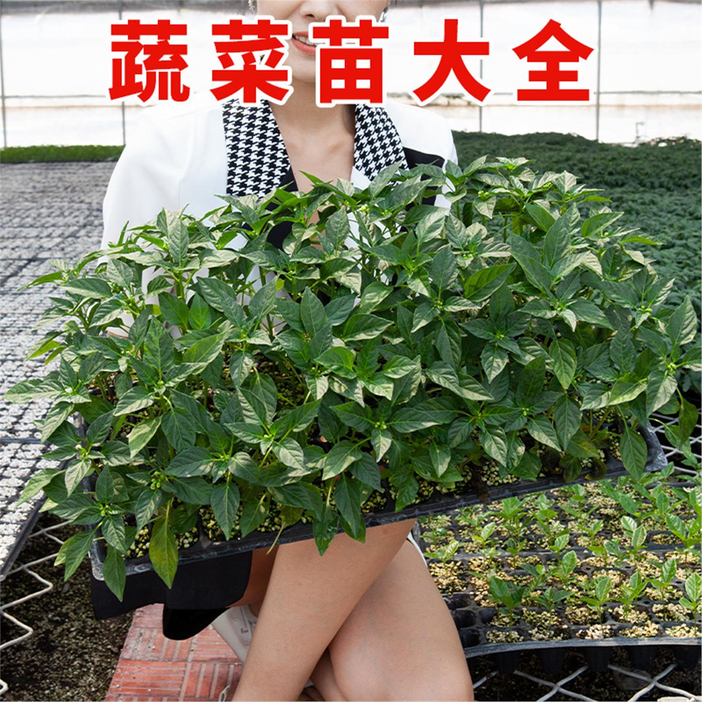 秋播各种蔬菜苗秧大全四季