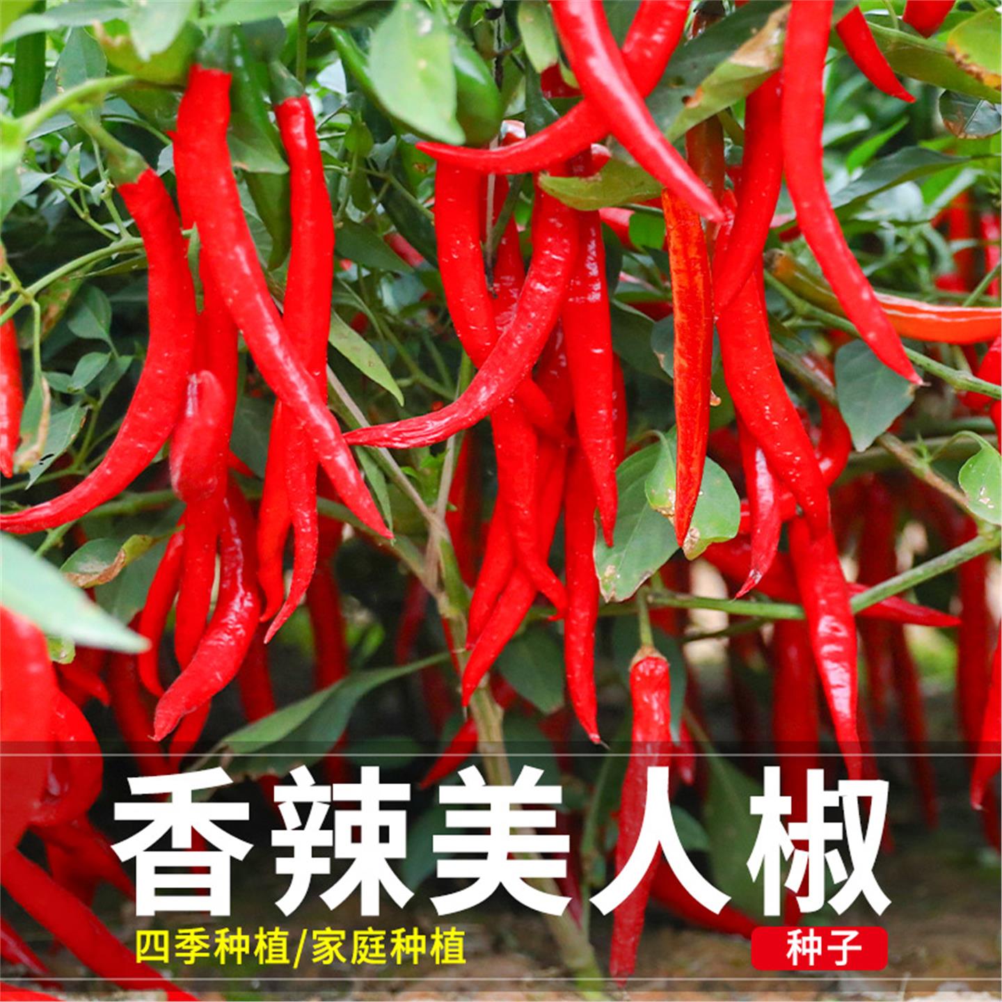 红丰美人椒辣种子苗秧四季
