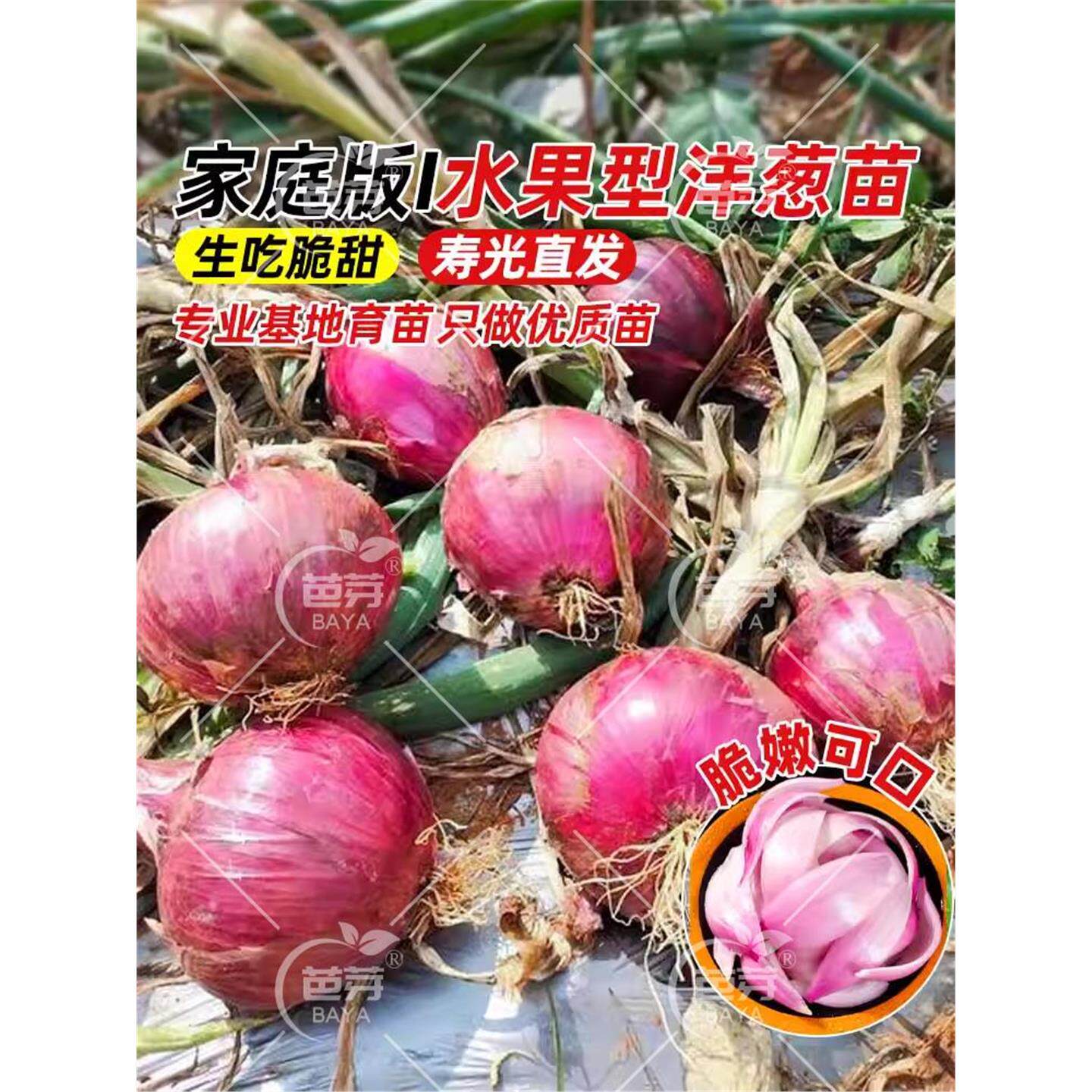 红皮洋葱种子籽植苗特大圆