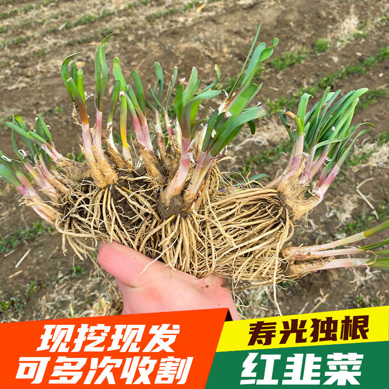韭菜根紫阳台盆栽苗种籽现