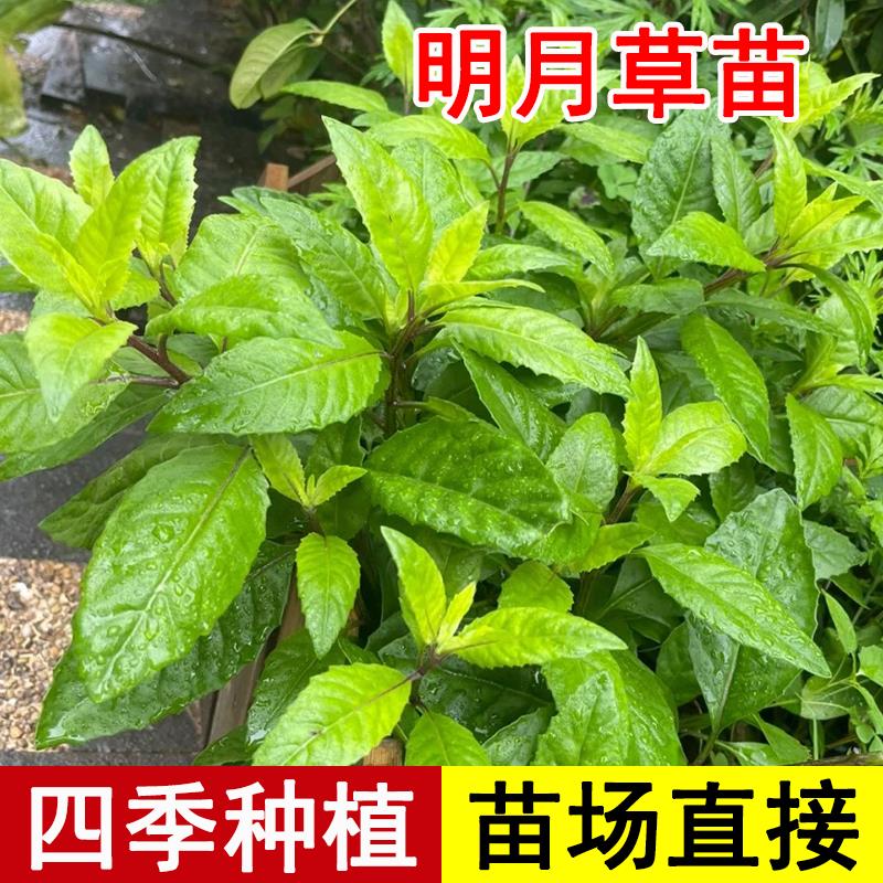 明月草紫背菜苗盆栽白秧神