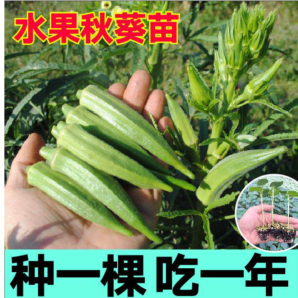 超嫩高产水果秋葵秧苗红种