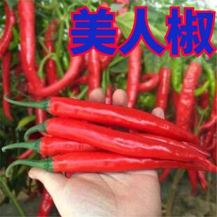 正宗摘不败美人椒苗子大树红尖椒红辣椒苗子特香辣四季盆栽菜种苗