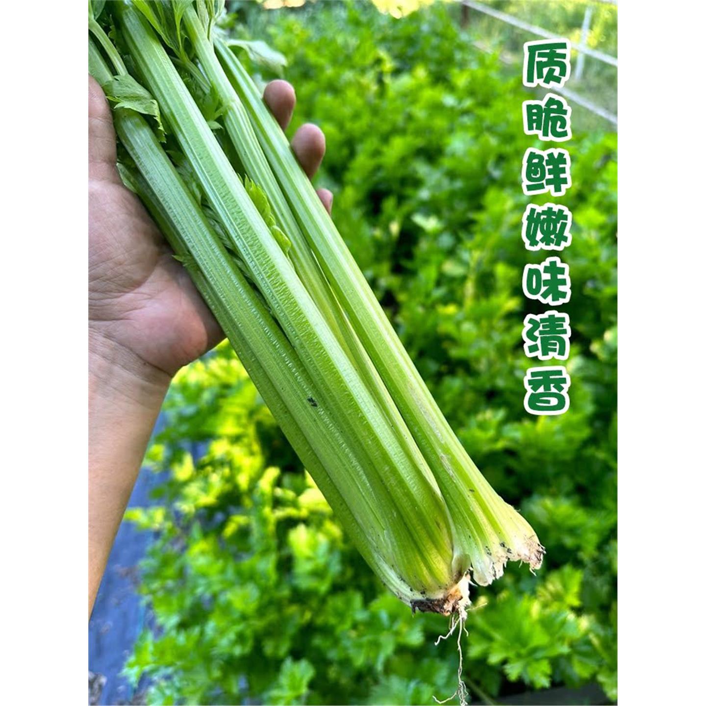 四季小香芹菜根西苗土耐热