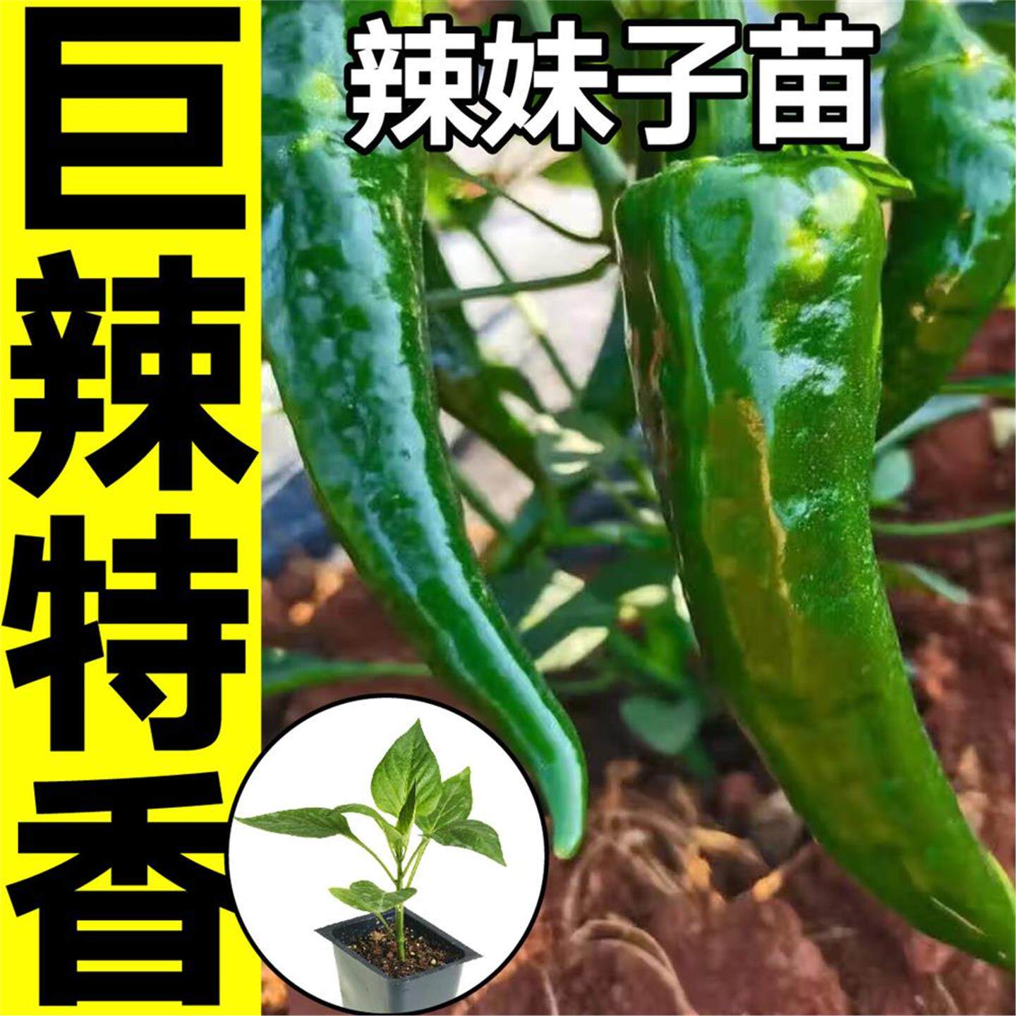 山东寿光特辣超妹子秧苗线