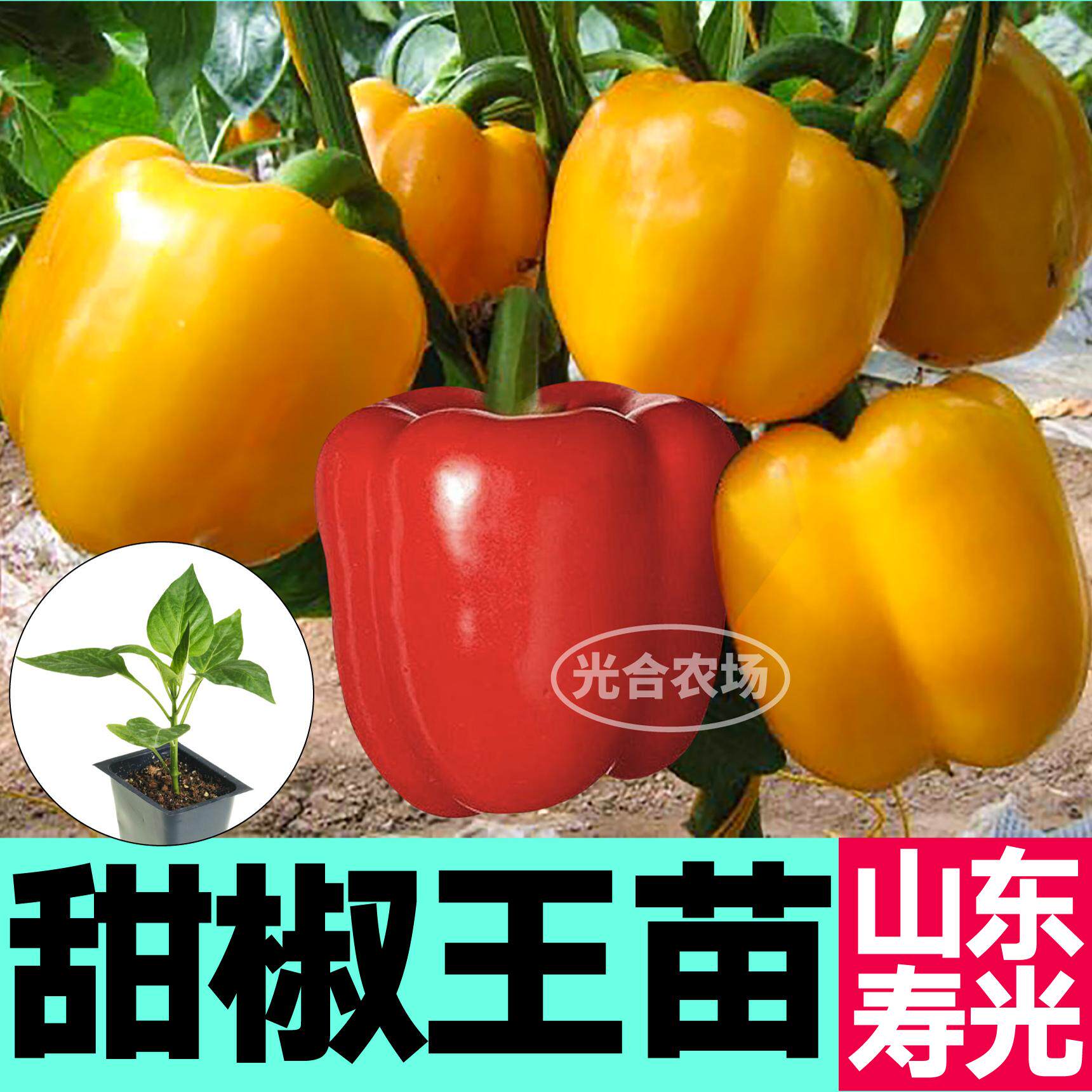 山东寿光水果甜椒秧苗五彩