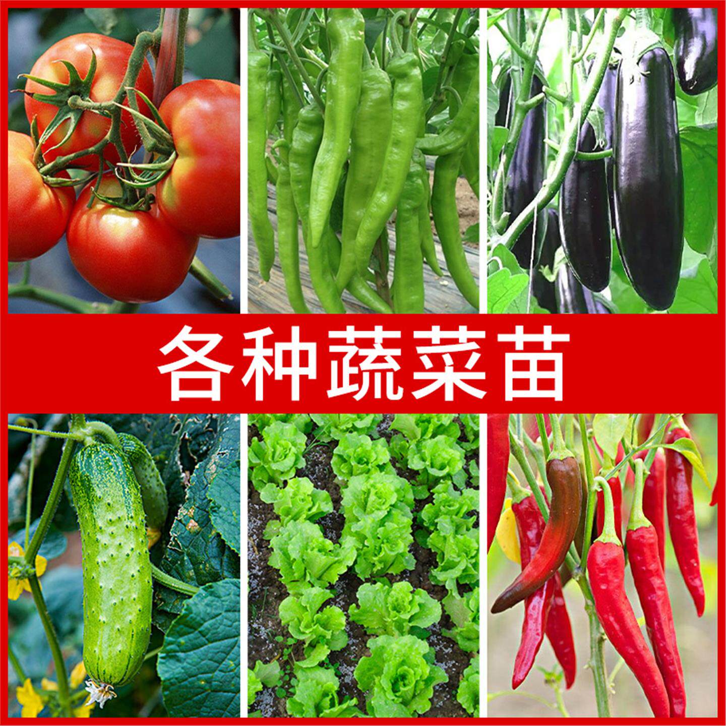 蔬菜苗四季阳台春南方秧子