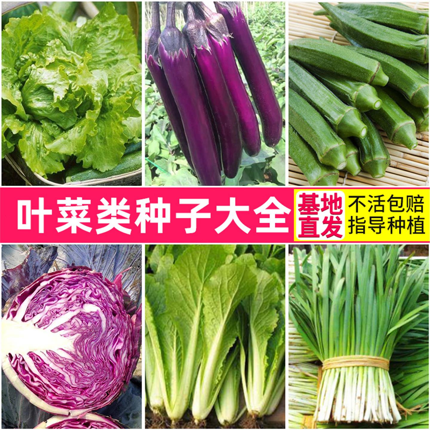 四季阳台蔬菜种子籽孑韭西