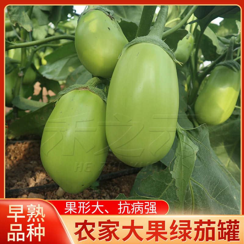 禾之元绿茄种子蔬菜苗罐籽