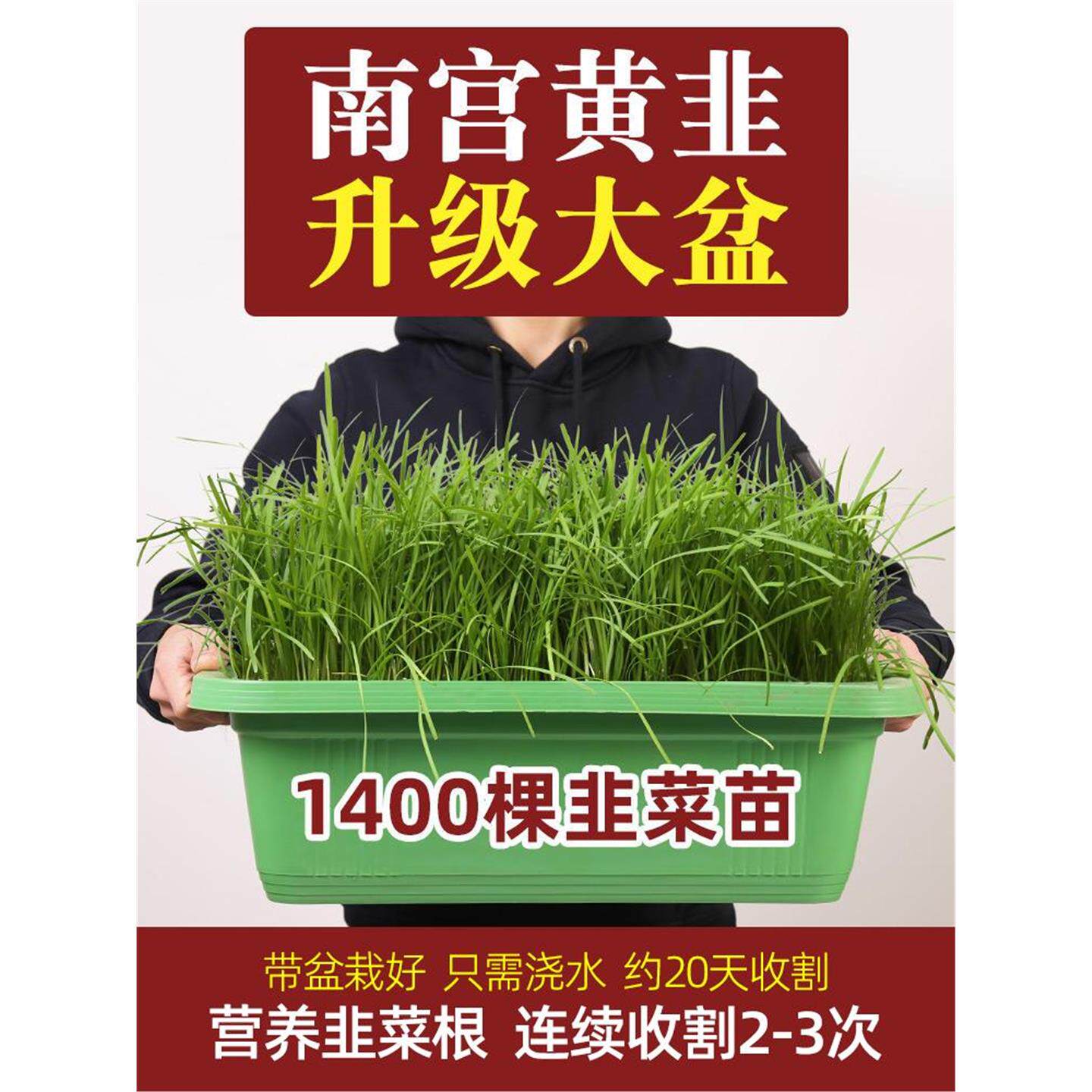 南宫黄韭盆景蔬菜栽根苗