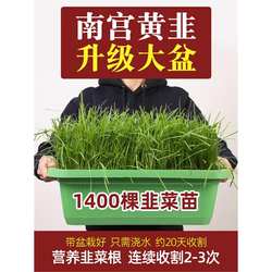 南宫黄韭盆景蔬菜盆栽黄韭菜根苗 现挖阳台专用水培室内特产