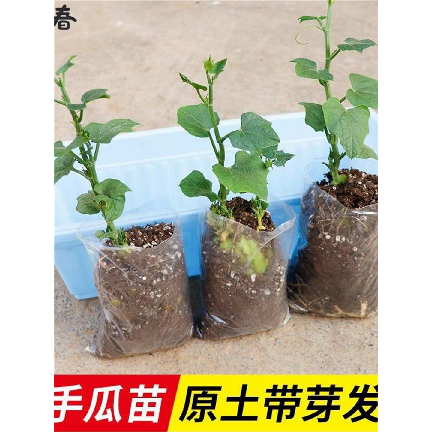佛手瓜种苗带芽新鲜发子籽