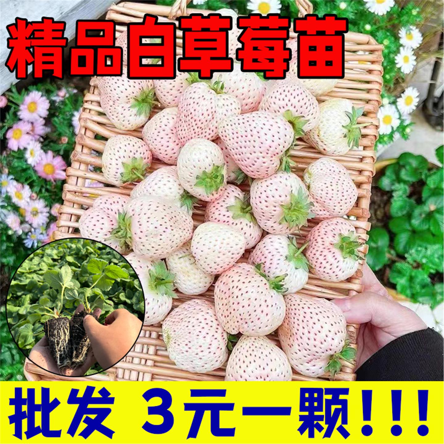 草莓苗四季阳台盆栽红颜奶