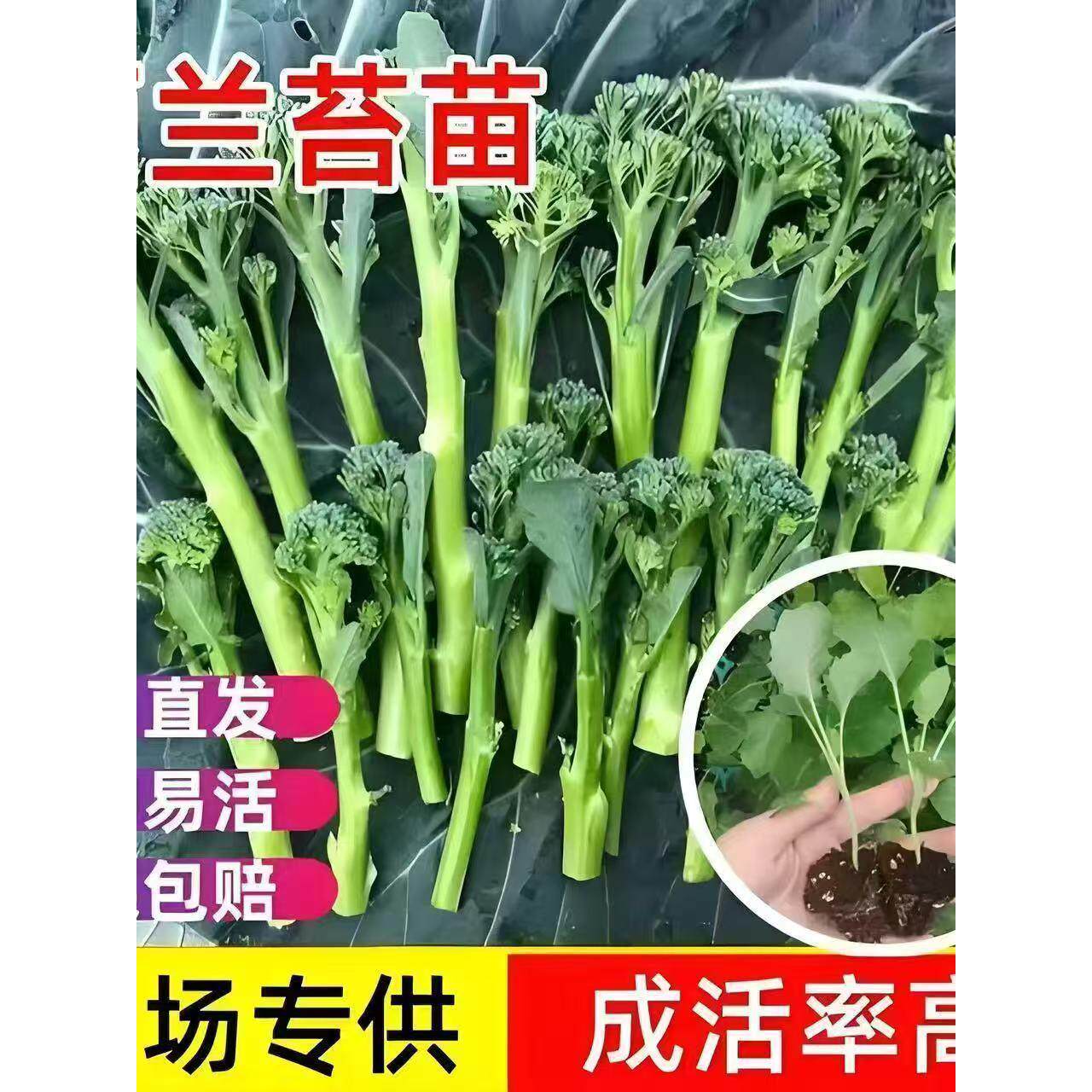 寿光西兰苔苗秧花芥蓝松菜