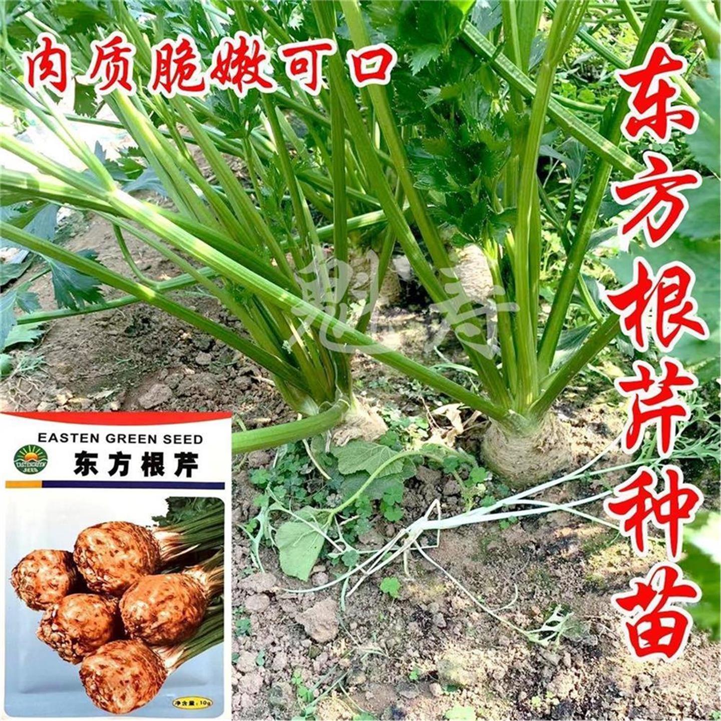 东方根芹种籽子西菜块苗洋