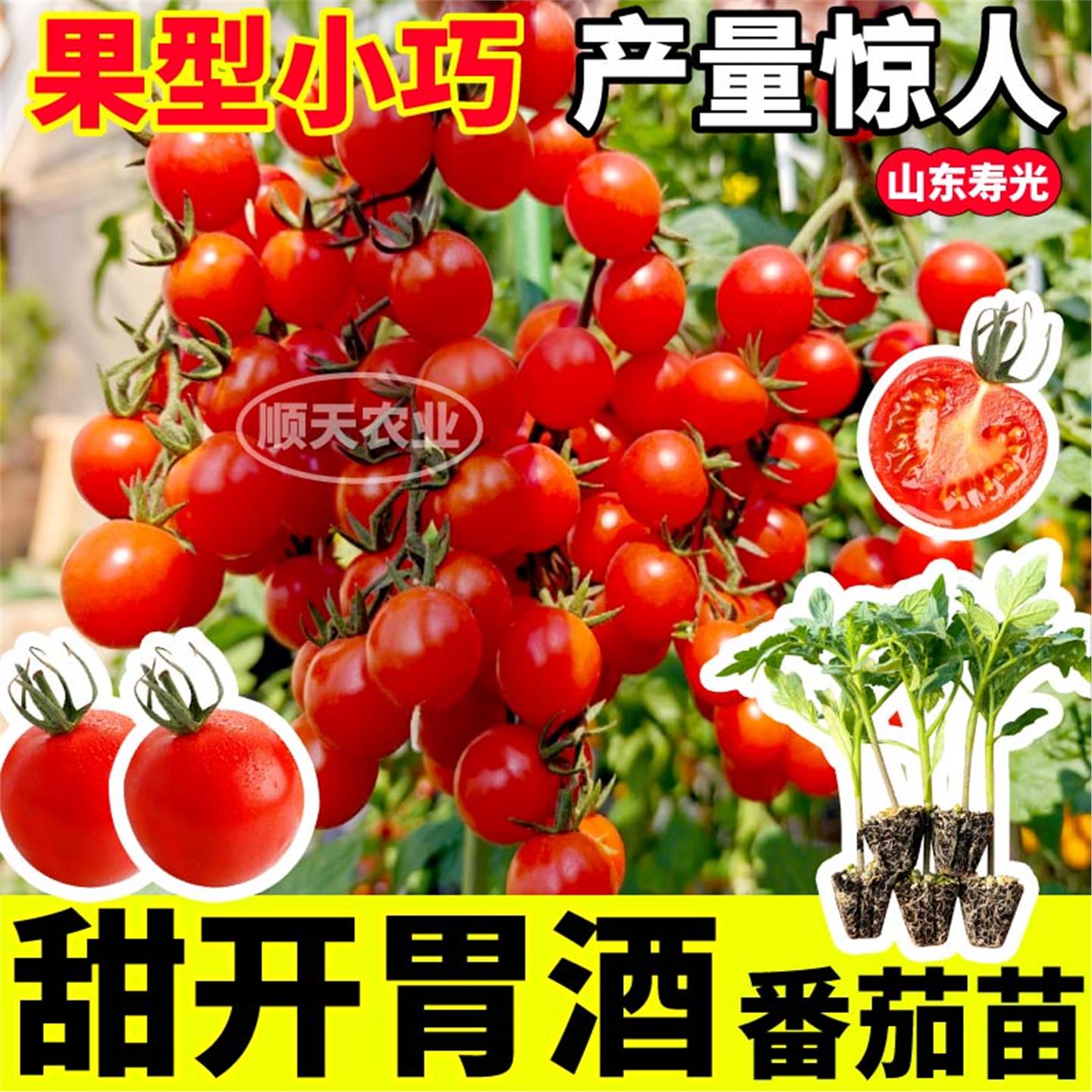 寿光甜开胃酒番茄苗秧高产