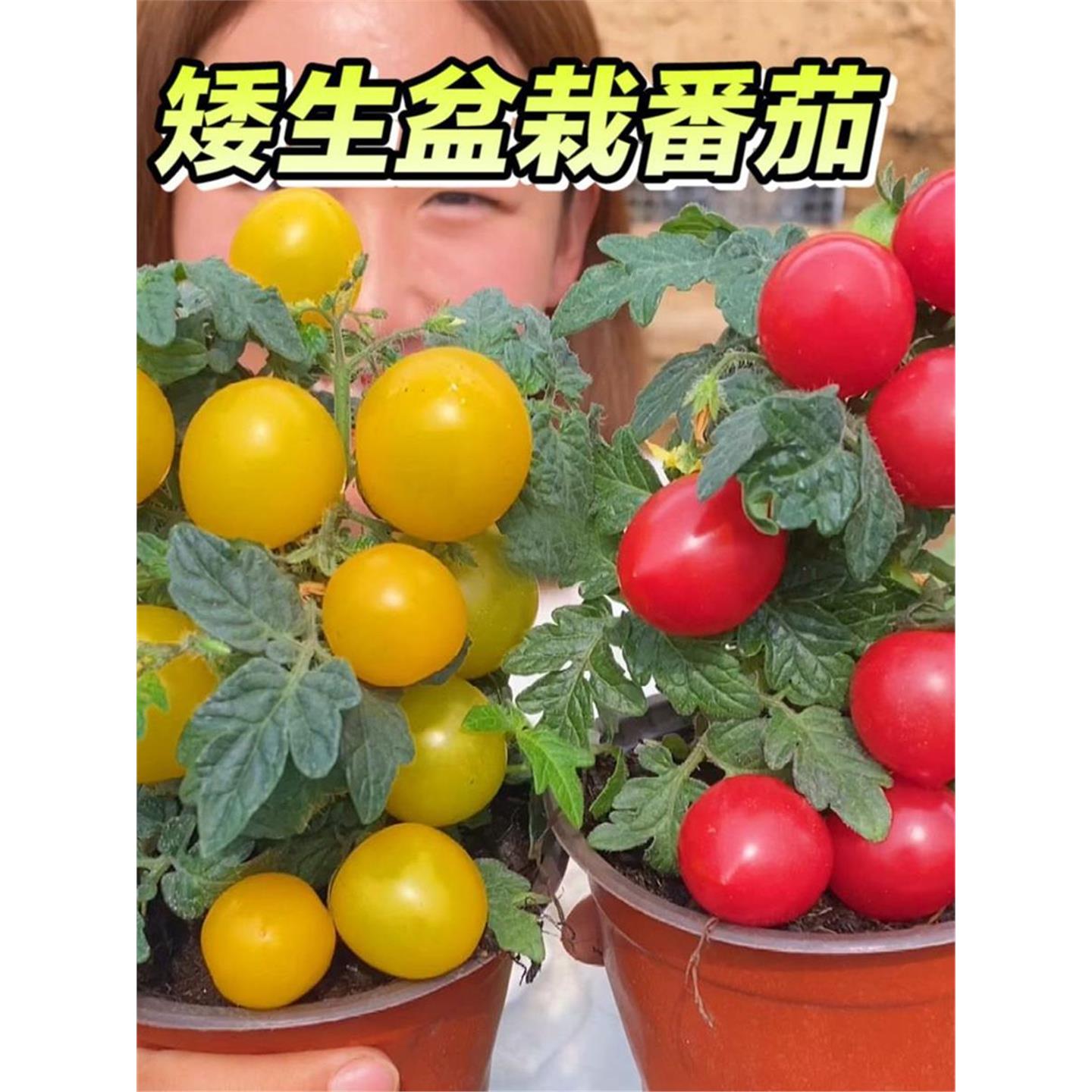 矮生盆栽番茄种子草莓蔬菜