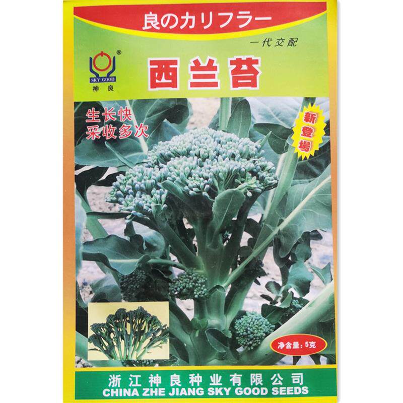 西兰苔种子耐高温口感好可