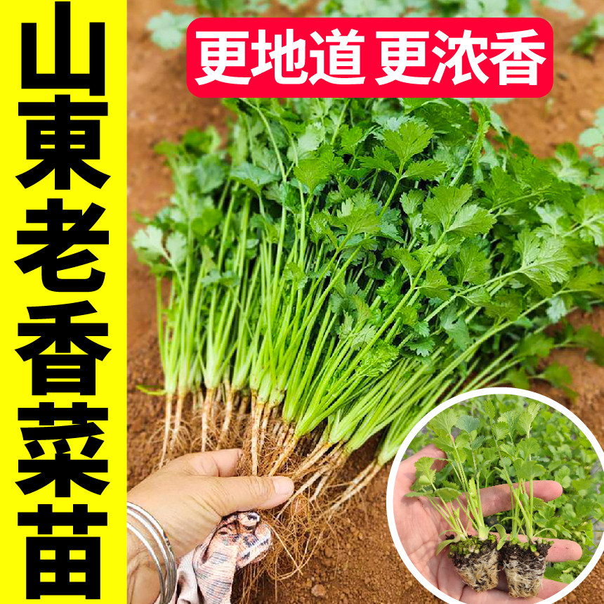 山东老香菜苗秧带土根四季