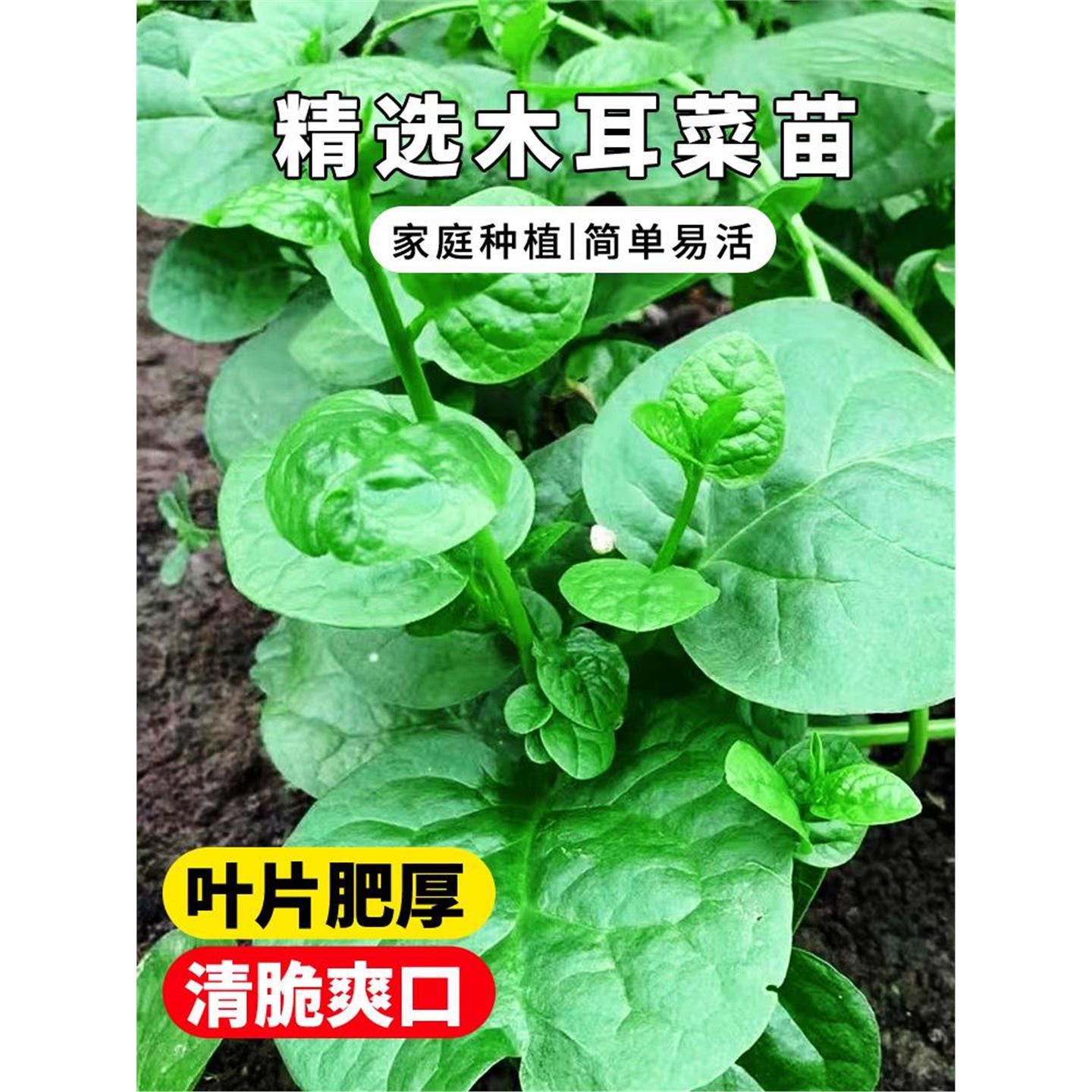 四季菜苗老品种爬藤大叶木