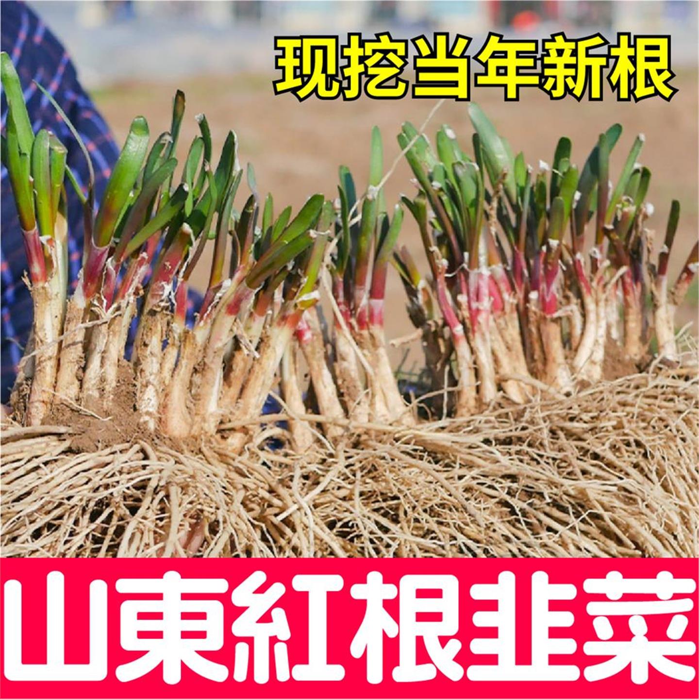 寿光独根红粗韭菜种子新大