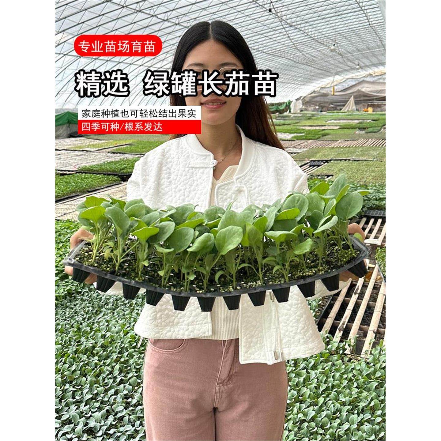 绿罐种苗高产青茄子大籽四