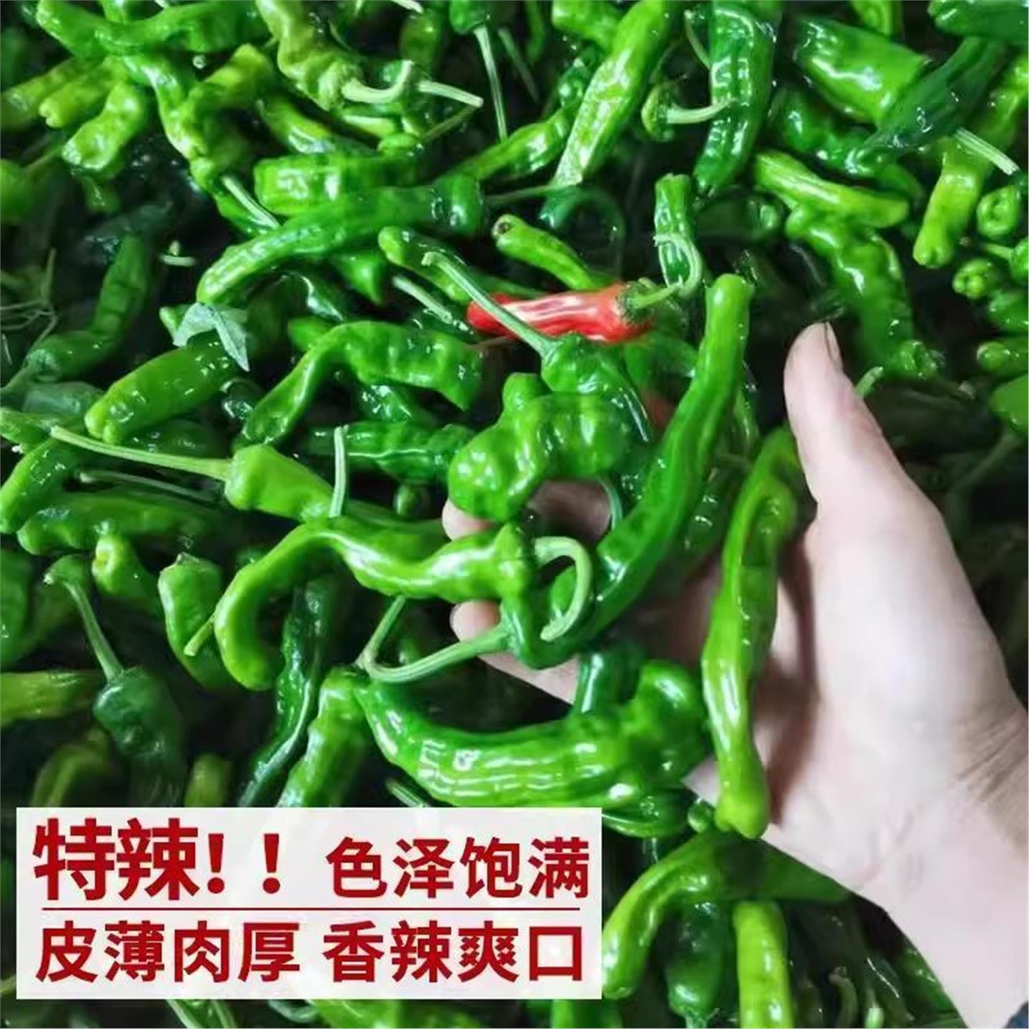 本地土辣椒苗秧农村老品种
