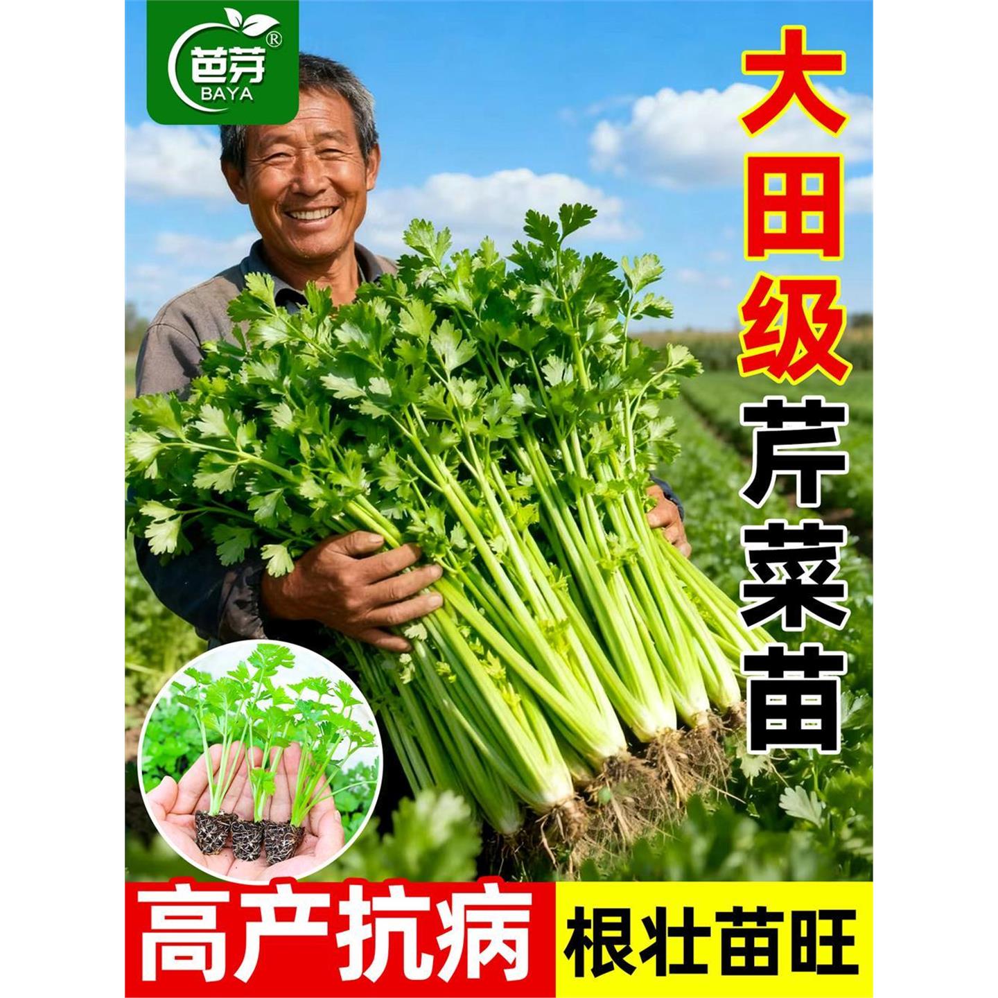大田四季水果小香芹菜苗秧