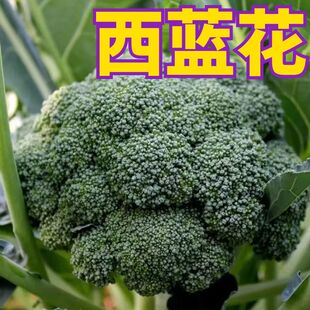 西兰花苗籽西兰花种苗花苗曼陀绿青花菜四季苗籽花苗孑优秀西蓝花