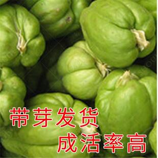 发芽佛手瓜种子寿光好苗种籽苗秧带芽扶手瓜龙须菜孑子种植秧苗瓜