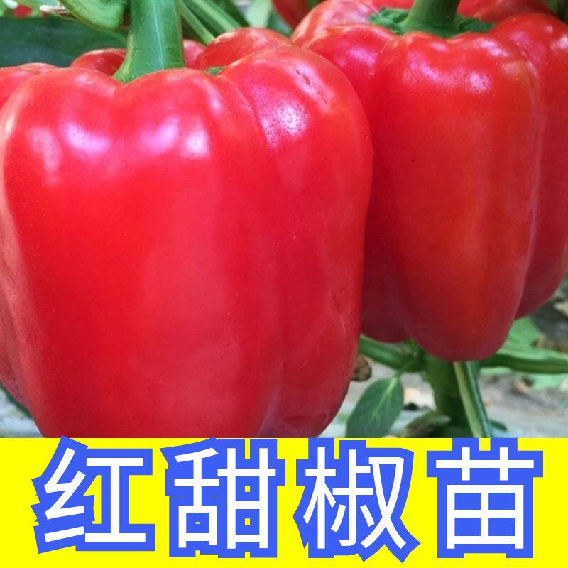 寿光大果甜椒秧苗苗籽辣椒苗高产红黄绿方椒圆椒四季盆栽蔬菜种苗