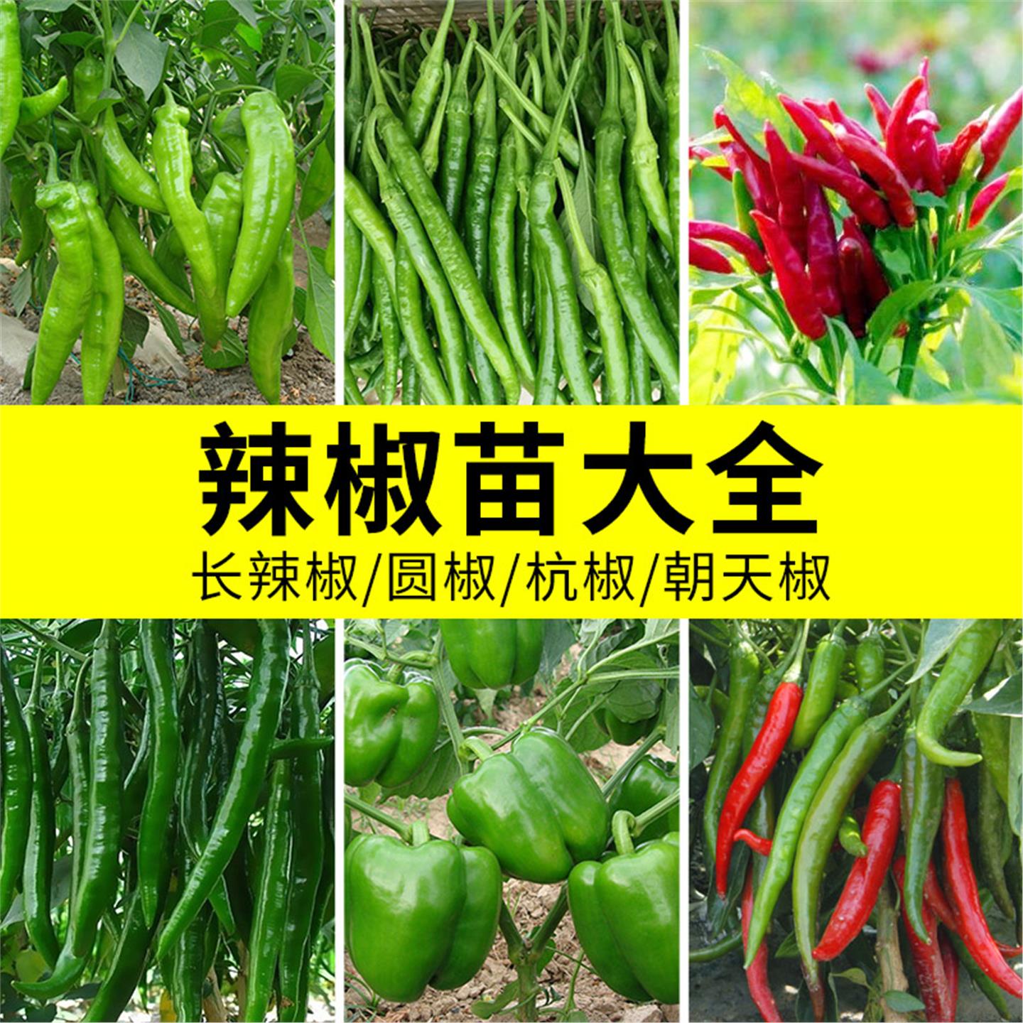 各种辣椒苗秧幼苗种孑子籽朝天椒魔鬼小米辣螺丝杭椒盆栽四季
