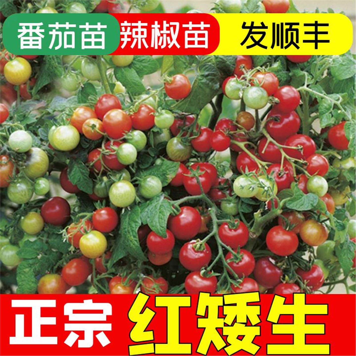 矮生小番茄种籽秧苗红圣女