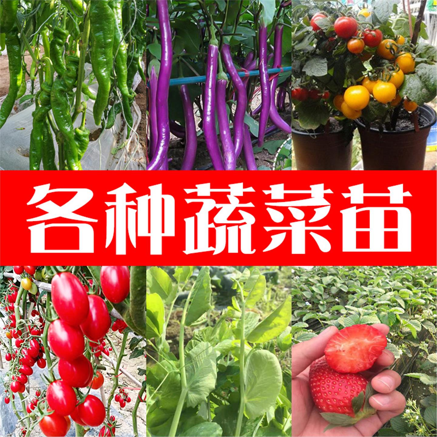 西红柿苗小圣女果番茄辣椒