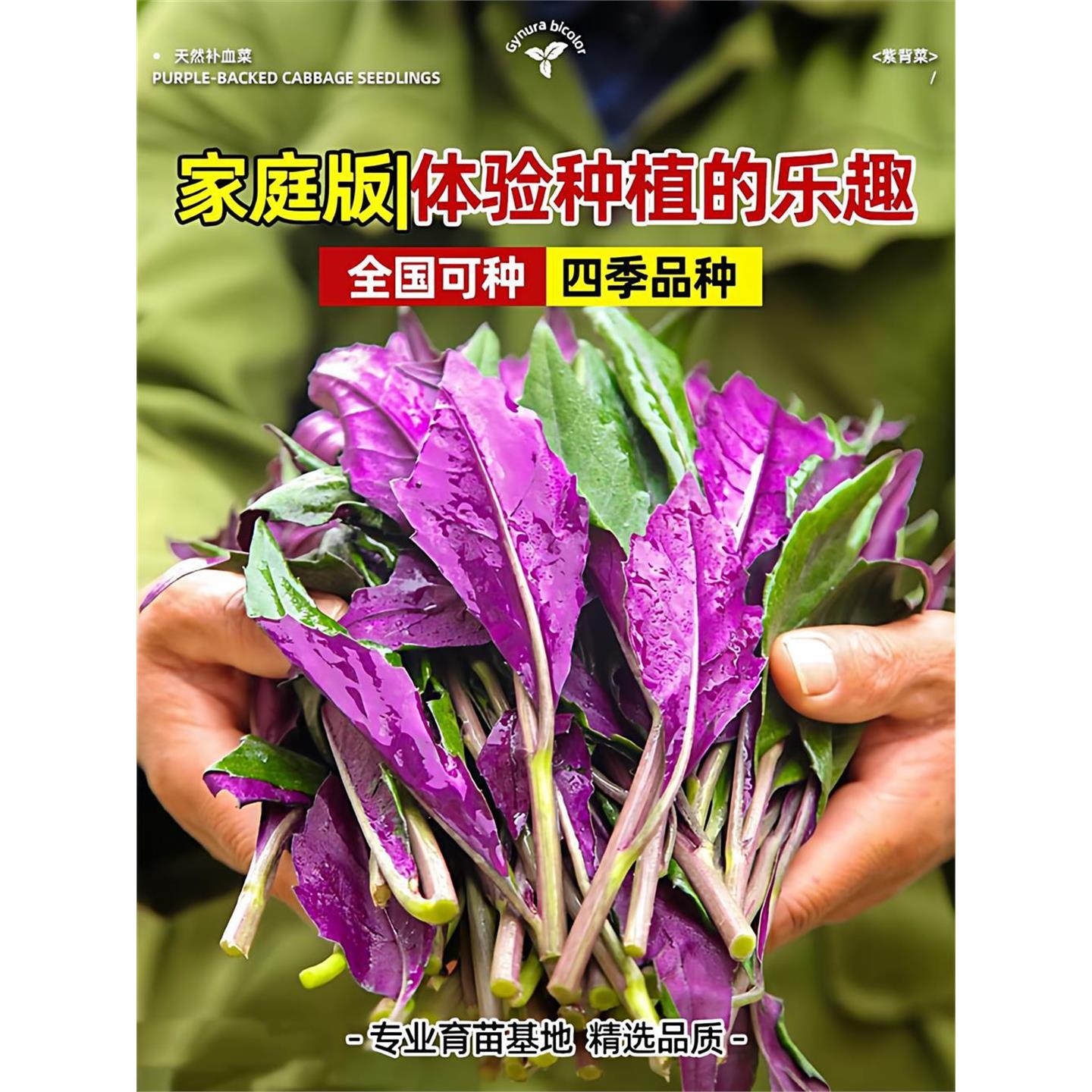 紫背菜苗天葵秧观音血皮秋