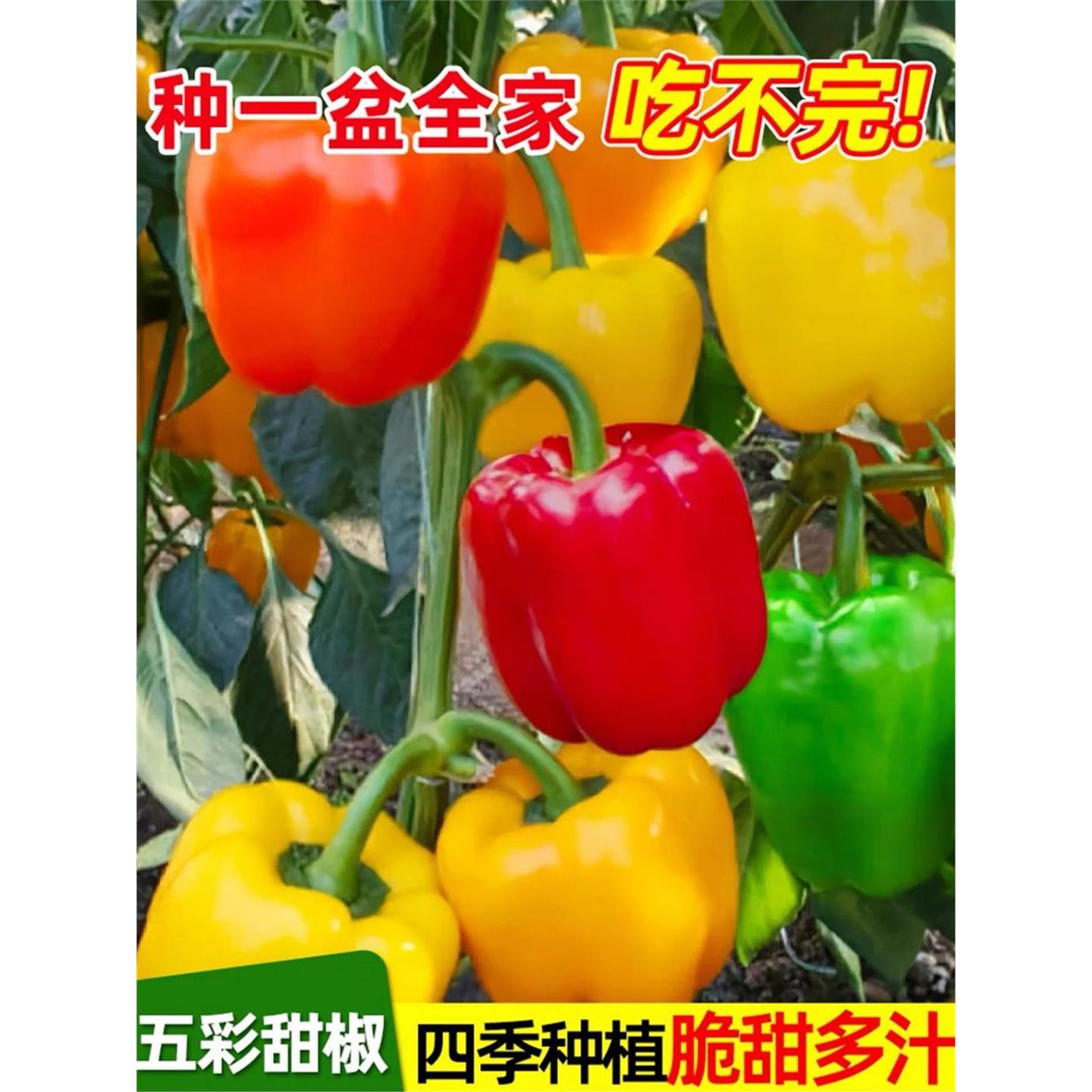 五彩甜椒种子大果高产不辣